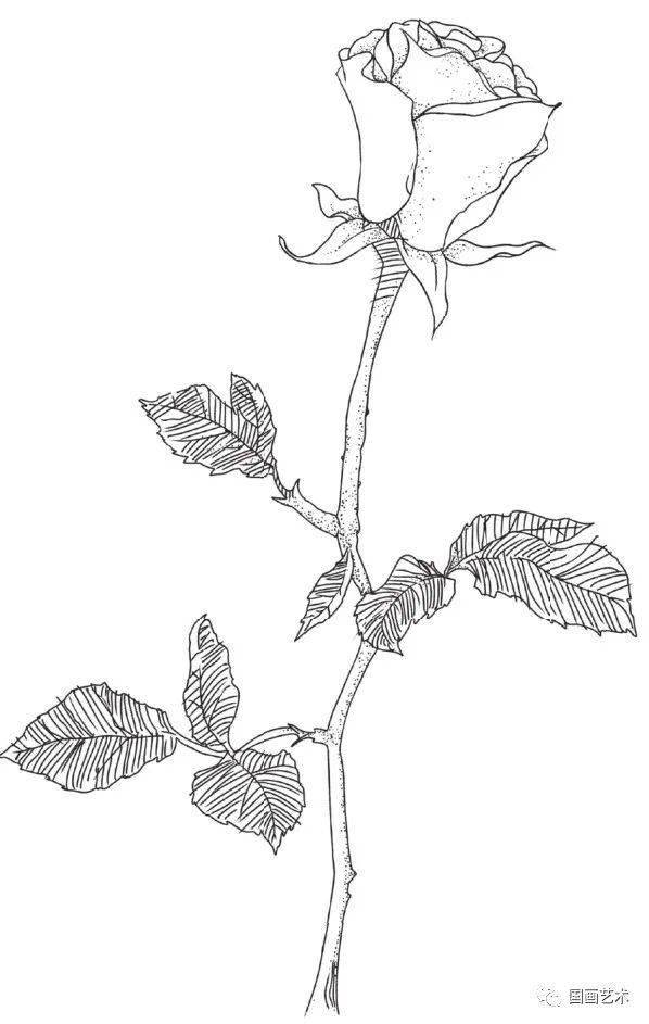 0基础钢笔画教程:画一支玫瑰花送给她_叶子