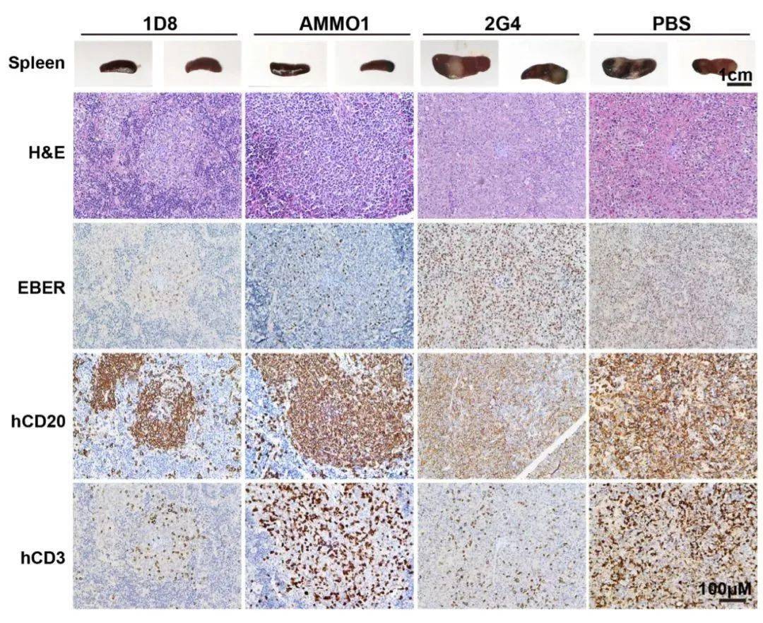 此外,从脾脏大体结果上看,注射1d8抗体组的小鼠脾脏外观大小正常,相比