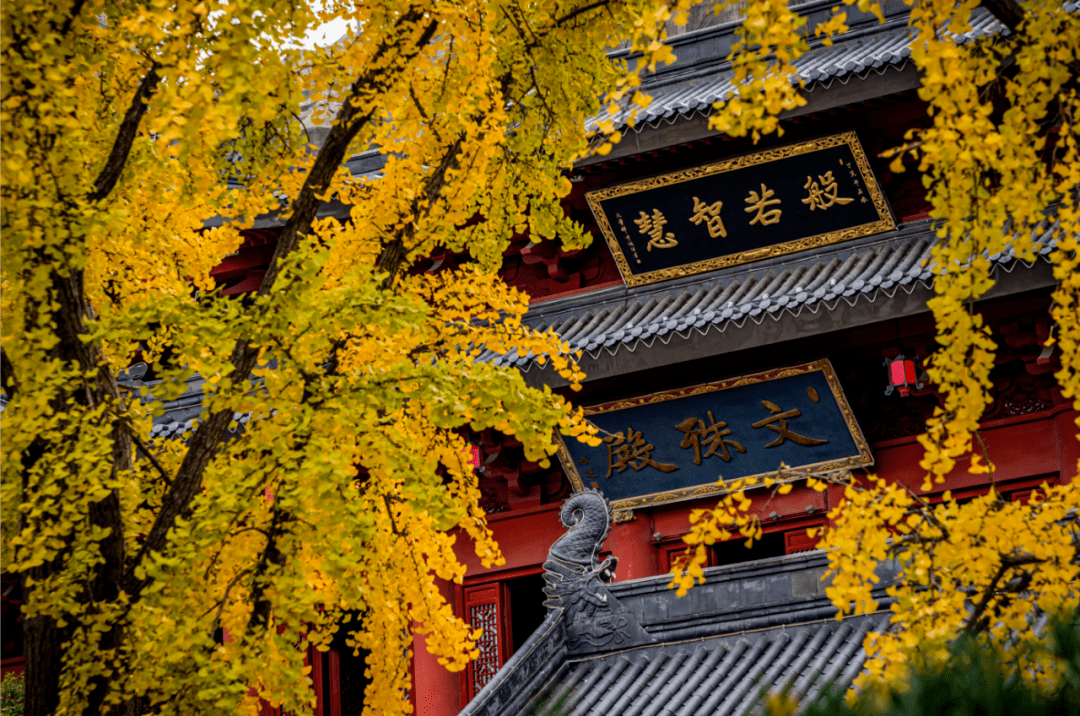 金山年度银杏大片开演 最禅意的银杏 东林寺 松隐禅寺 五龙禅寺"