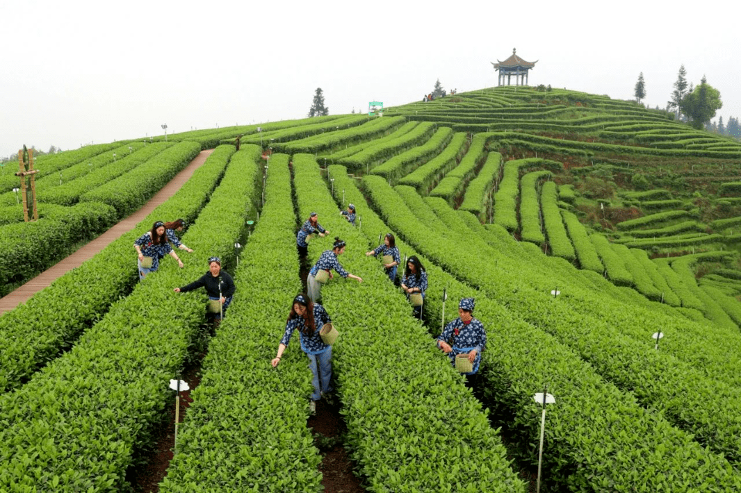 四川省泸州市纳溪区护国镇梅岭村