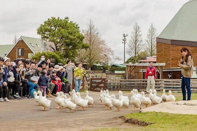 案例丨比游乐园更有趣的日本动物牧场