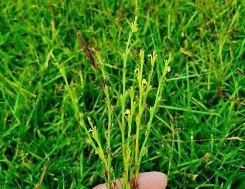 上千元一斤高县常见的这种野草比冬虫夏草还管用