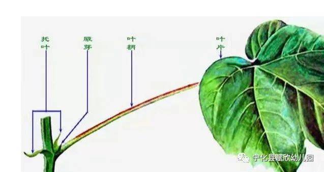 叶子由三个部分组成的:叶片,叶柄,叶托;大多数的叶子只有叶片和叶柄