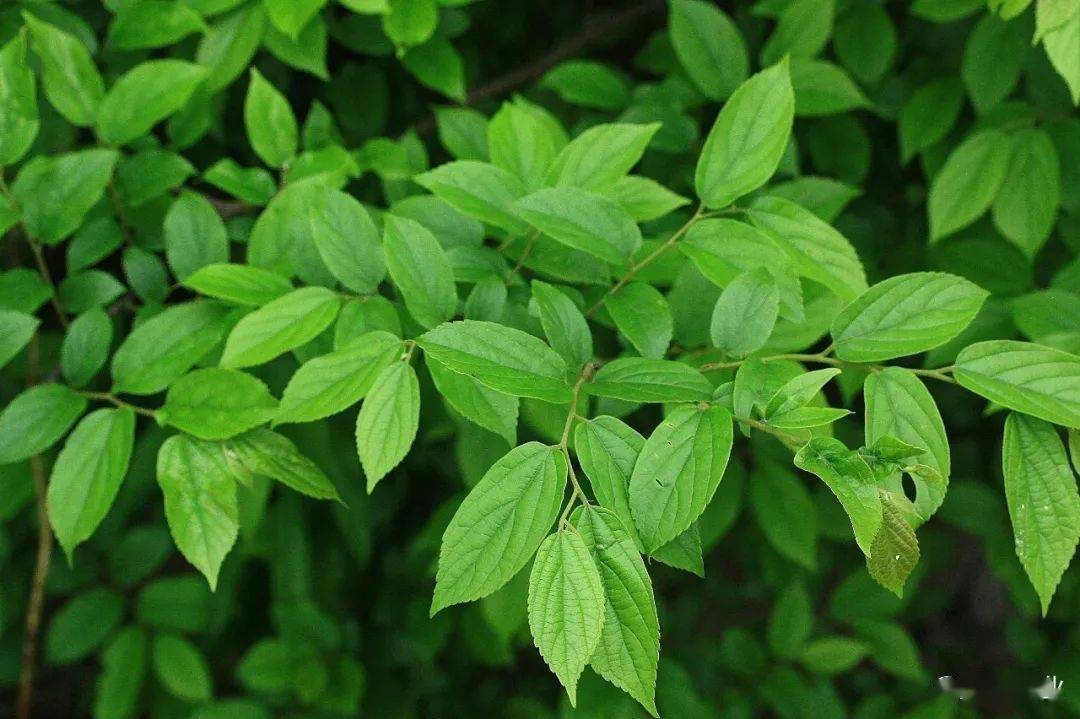 上海植物园,上海辰山植物园,佘山国家森林公园 朴树榆科朴属植物,对