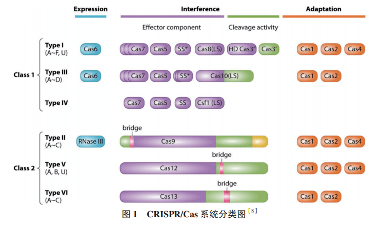 精选 2020-2021『检测技术』主题文章_crispr-cas_核酸_基因