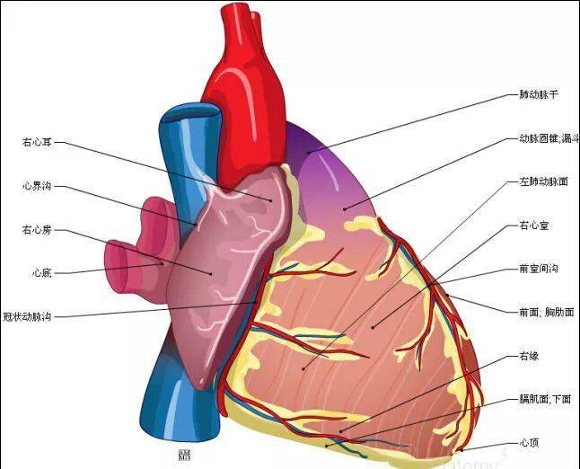 心脏解剖图_推广_沙龙_医学