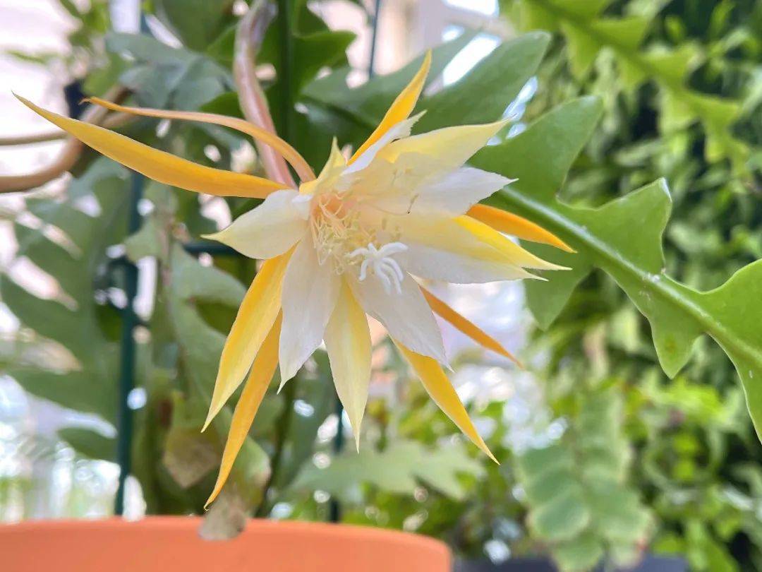 这里白天也能赏昙花_香味_鱼骨_开花