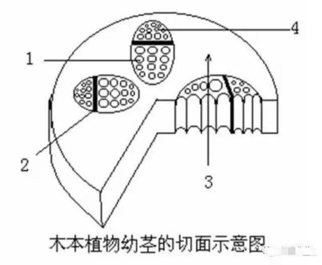 (1)填写图中标号的名称:2,下图是菜豆种子结构图,据图回答下列问题.