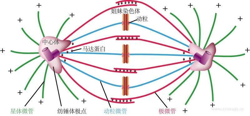 有丝分裂中期的典型的动物细胞纺锤体图片来源:scimage.