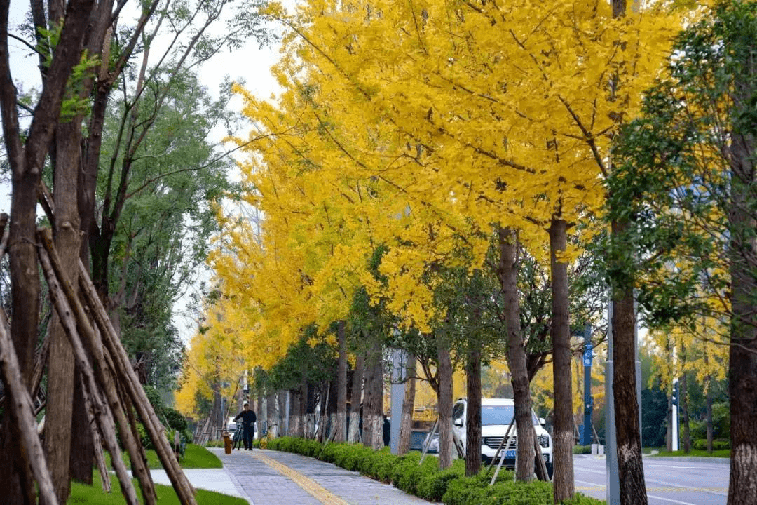 建设|绿意焕新 精管细护 西安航天基地奋力绘就公园城市新画卷