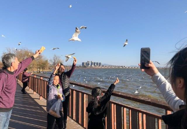 然而,不文明观鸥行为却屡次出现.春节期间,又有游客抓海鸥拍照.