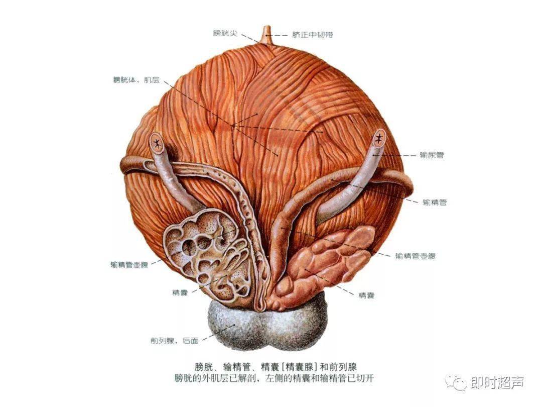 详细的生殖系统解剖图示注解