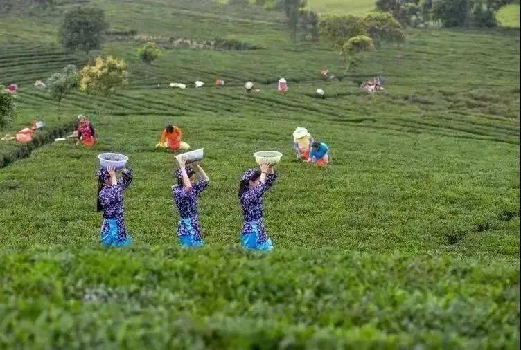 风景优美博罗柏塘万亩茶山梯田休闲路线这条路线适合男女老少博罗柏塘