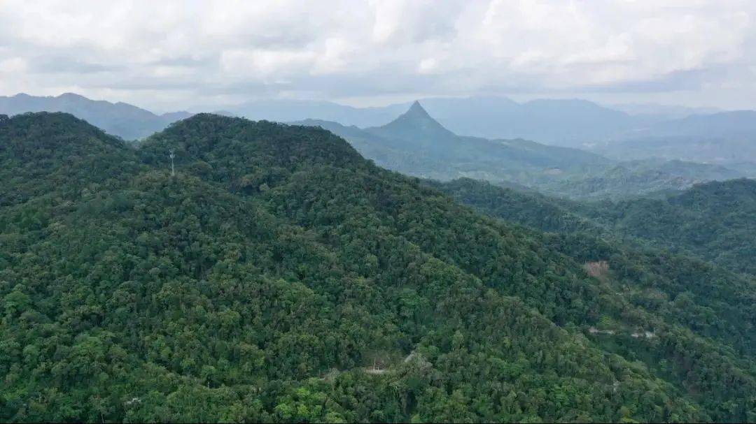 林场四面环山,四周高中间低,向北面沿河流形成狭长出口,海拔大多在450