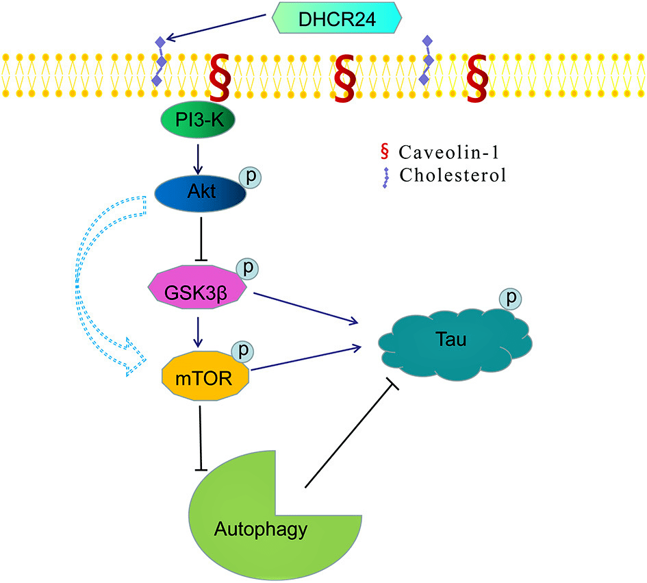 胆固醇代谢调节阿尔茨海默病相关的tau蛋白异常磷酸化活动的新机制