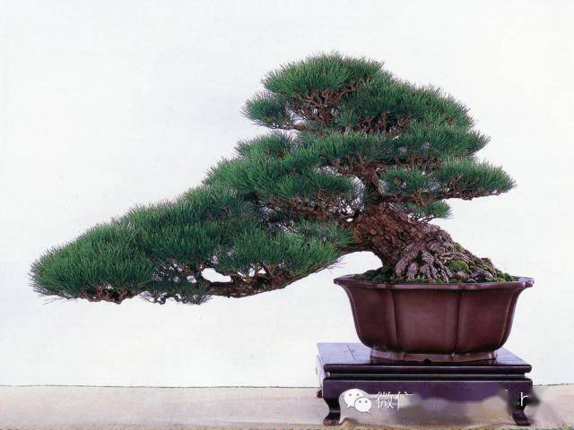 最美的100盆黑松_cm_作品_盆景