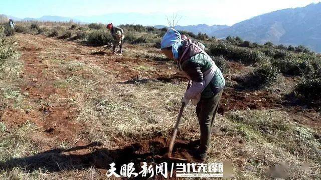 贵州威宁炉山镇油茶基地话出路