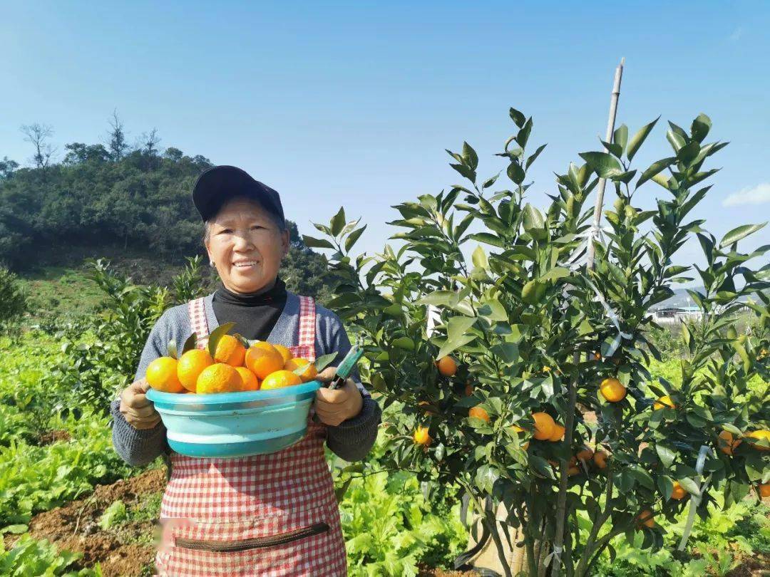 近日,万屯镇盘兴村沃柑基地的10多亩沃柑试种成功,经过3年多的精心