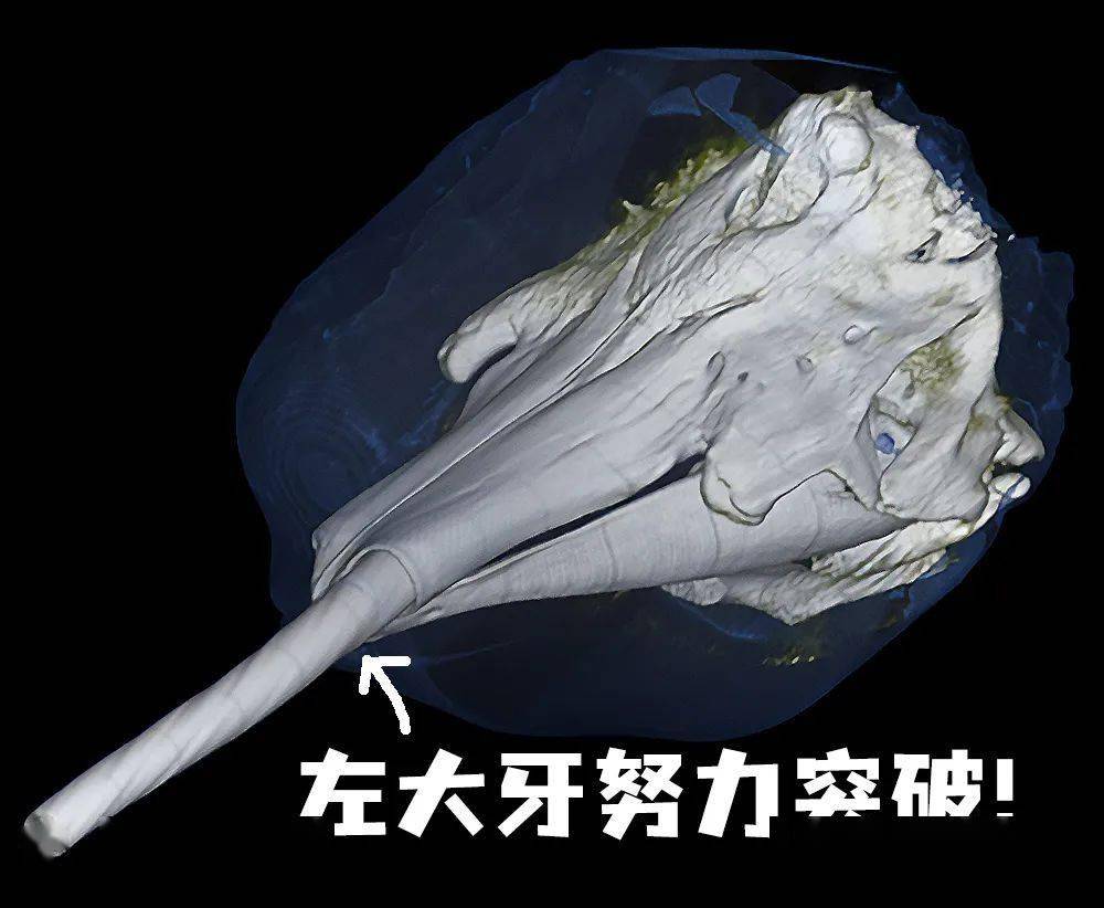 独角鲸一颗大牙说明书