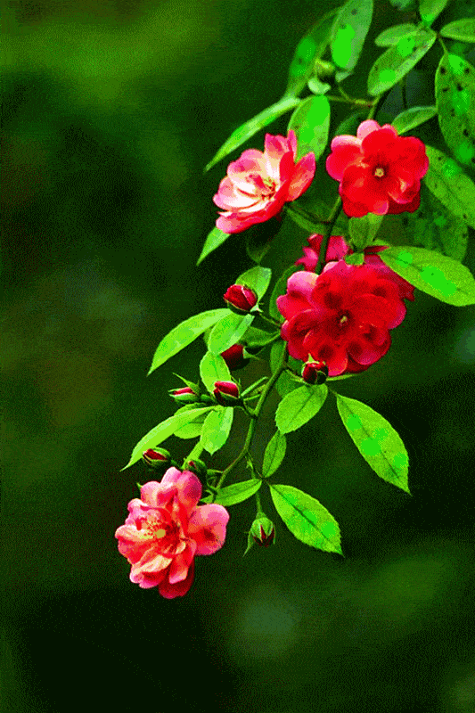 怎么开心怎么活