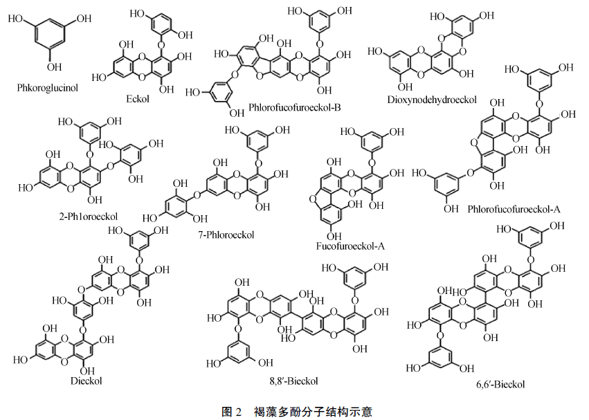 褐藻多酚是从褐藻中提取出来的一类以间苯三酚为结构单元(见图2)的酚