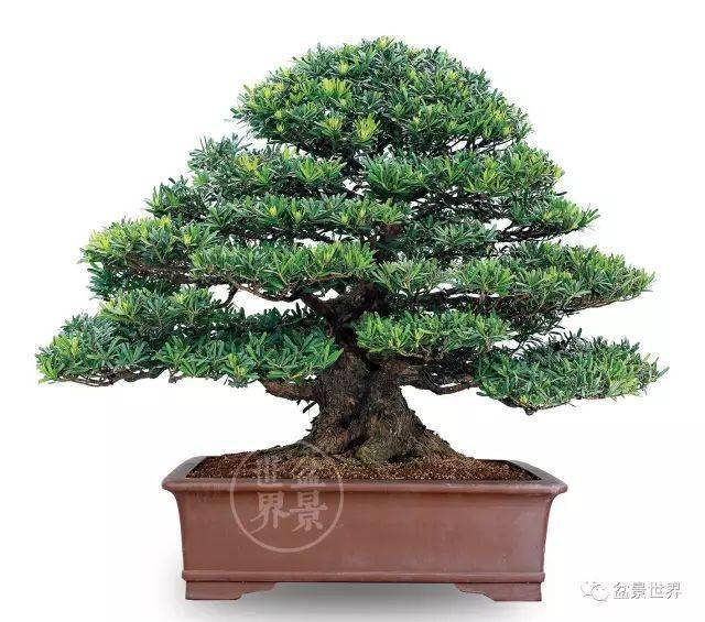 最美的100盆罗汉松_cm_作品_盆景