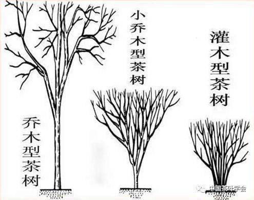 茶之源深入解析茶树
