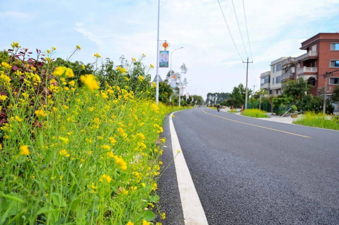 油菜花将东枧线进一步打造成一条高颜值的靓丽农村公路,助力乡村振兴