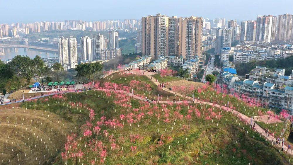 广安的梅花开了!赶紧出门赏花吧_公园_内容_红梅