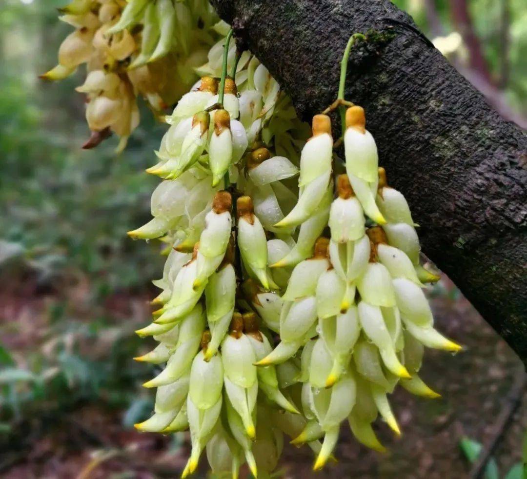 71观赏地点:花山镇天龙溪禾雀花基地,狮岭镇联星村星马园艺禾雀花