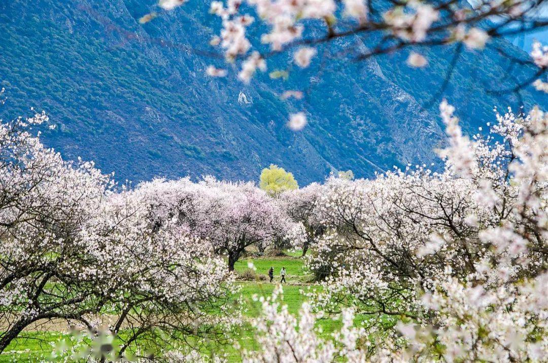 徒个中国 ● 西藏|3月26~4月1号雪域桃花徒步节(林芝集合)_索松村