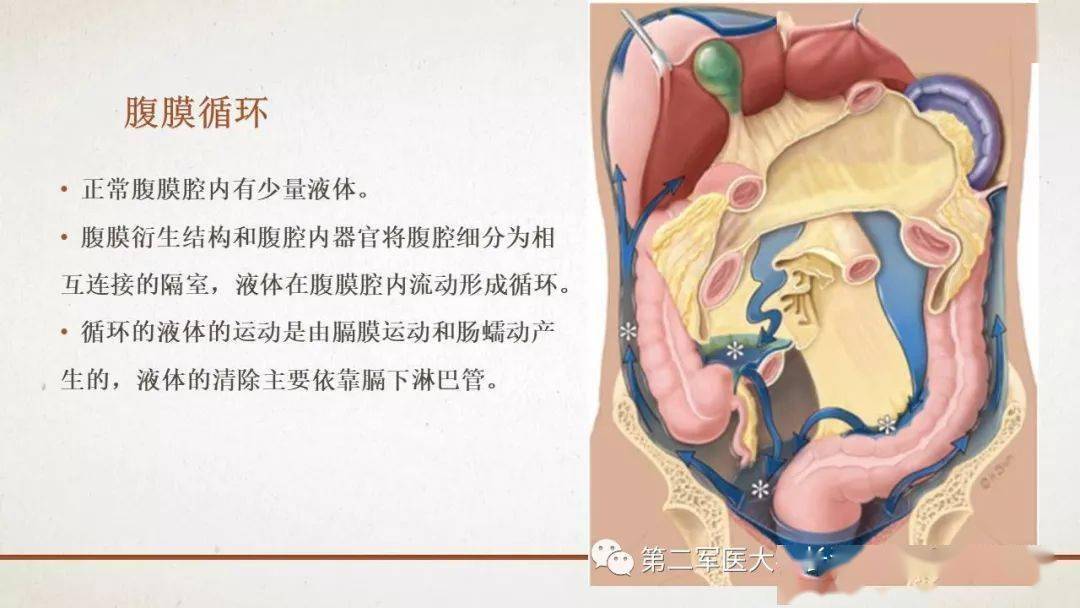 包罗万象的腹膜结构我们真的了解吗影像解剖