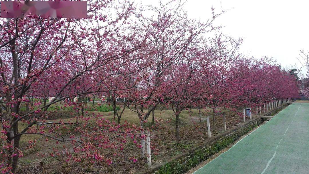 别有一番韵味300多亩万余株樱花次第开放在新都区斑竹园街道秦樱园