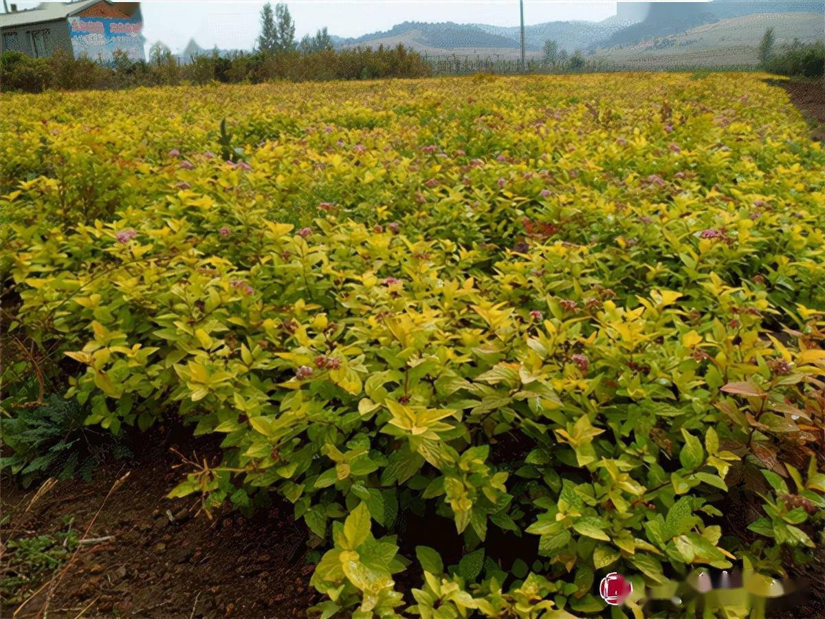 金叶红瑞木金叶红瑞木冬季茎枝鲜红亮丽,春秋季节叶片金黄,既可观茎