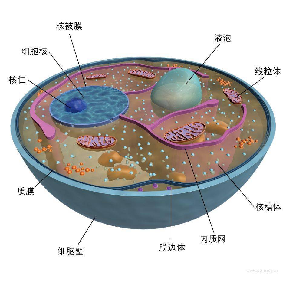 模式图_细胞_结构