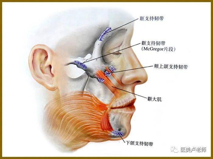 五,smas颧颊部韧带1.位置:smas—颧颊部韧带纵行排列于咬肌前缘附近.