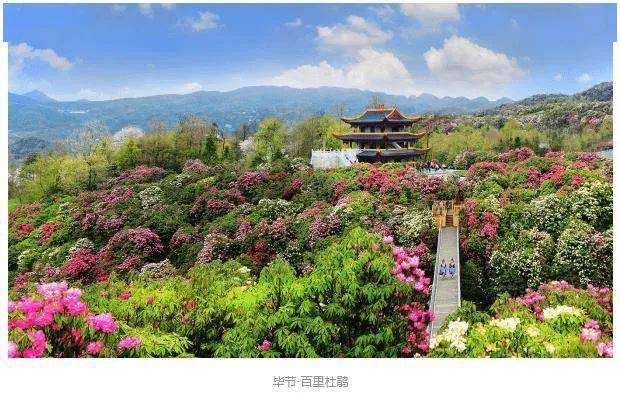 早上07:00左右出发往黔西百里杜鹃金坡景区,中餐后参观素有"黔西大方