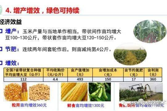 大豆玉米带状复合种植技术探究