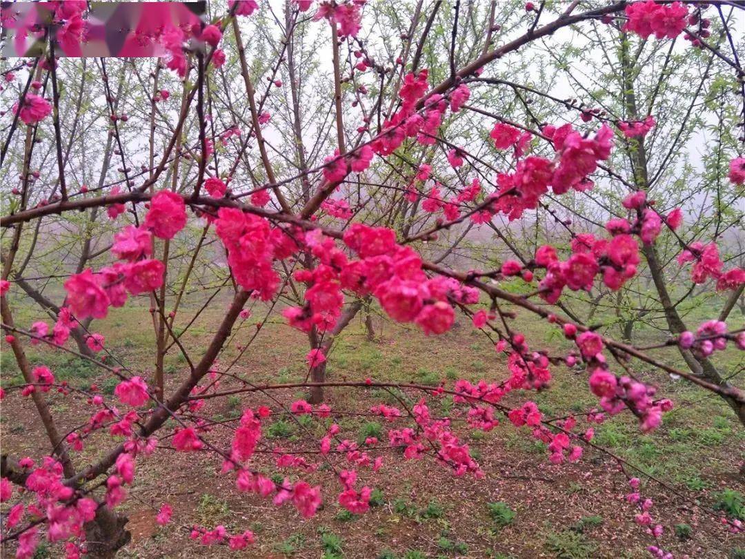 10:00～12:30李花基地自由观赏李花 桃花.