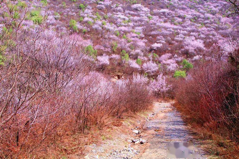 人面桃花相映红枝下品桃香,浅醉写春光这里更是漫山遍野层层桃花盛开