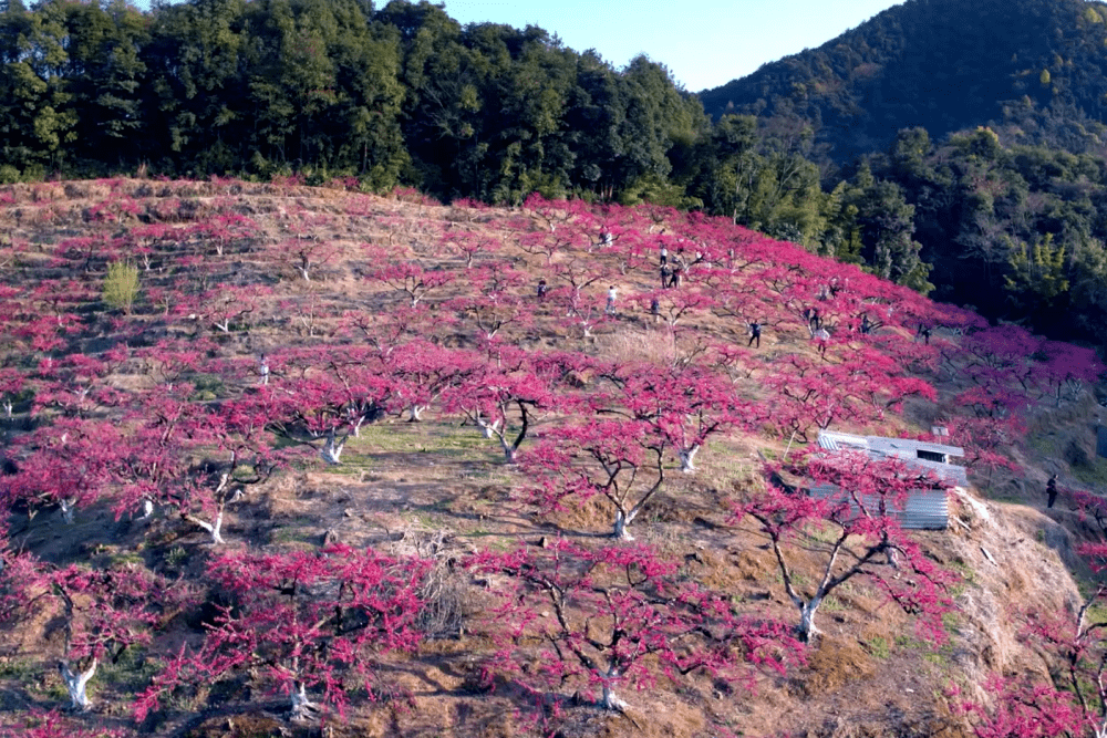 博罗象头山桃花如期开春天按时来