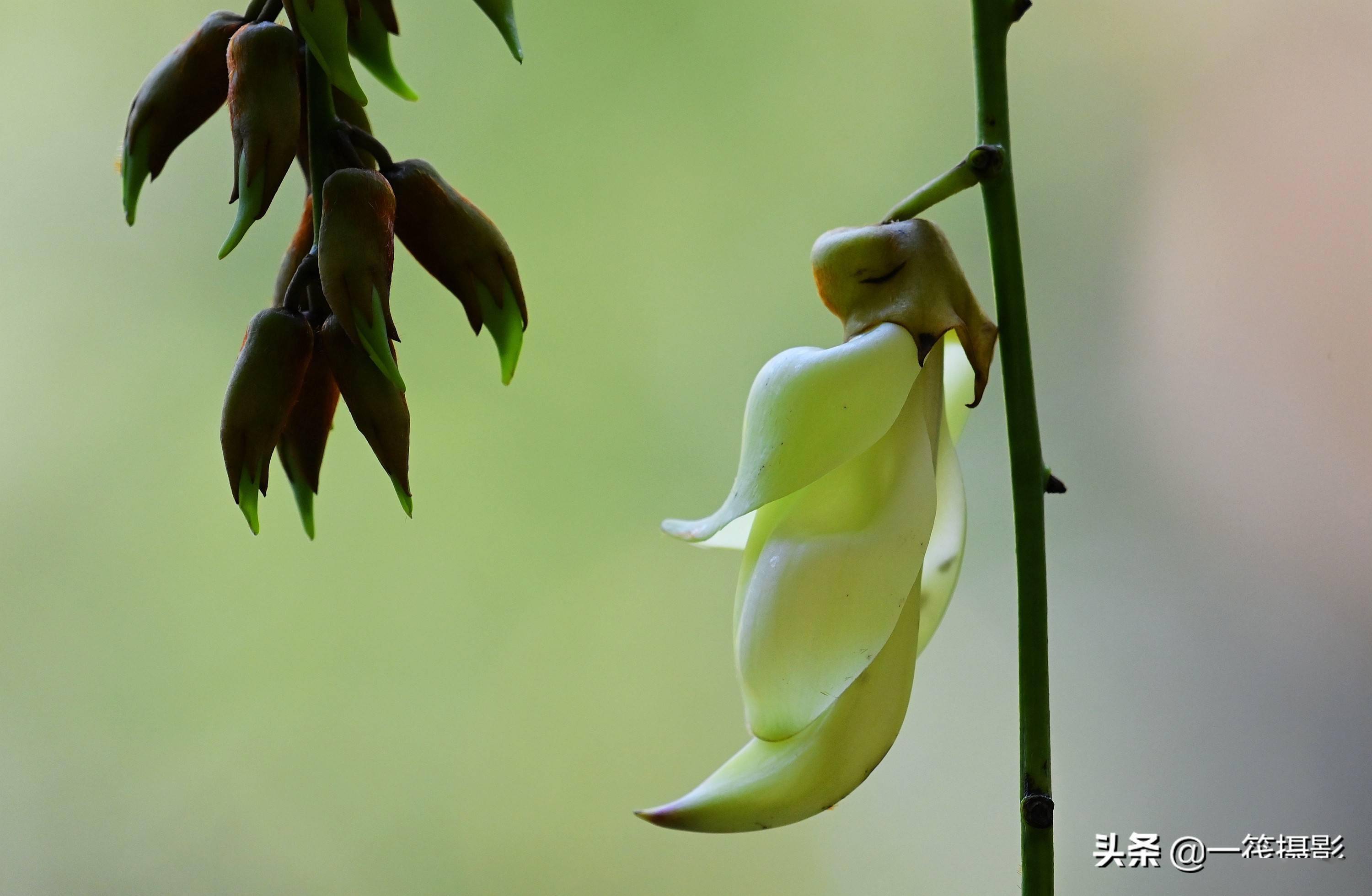 花形似鸟雀,俗称禾雀花.下为白花油麻藤,花浅绿色.
