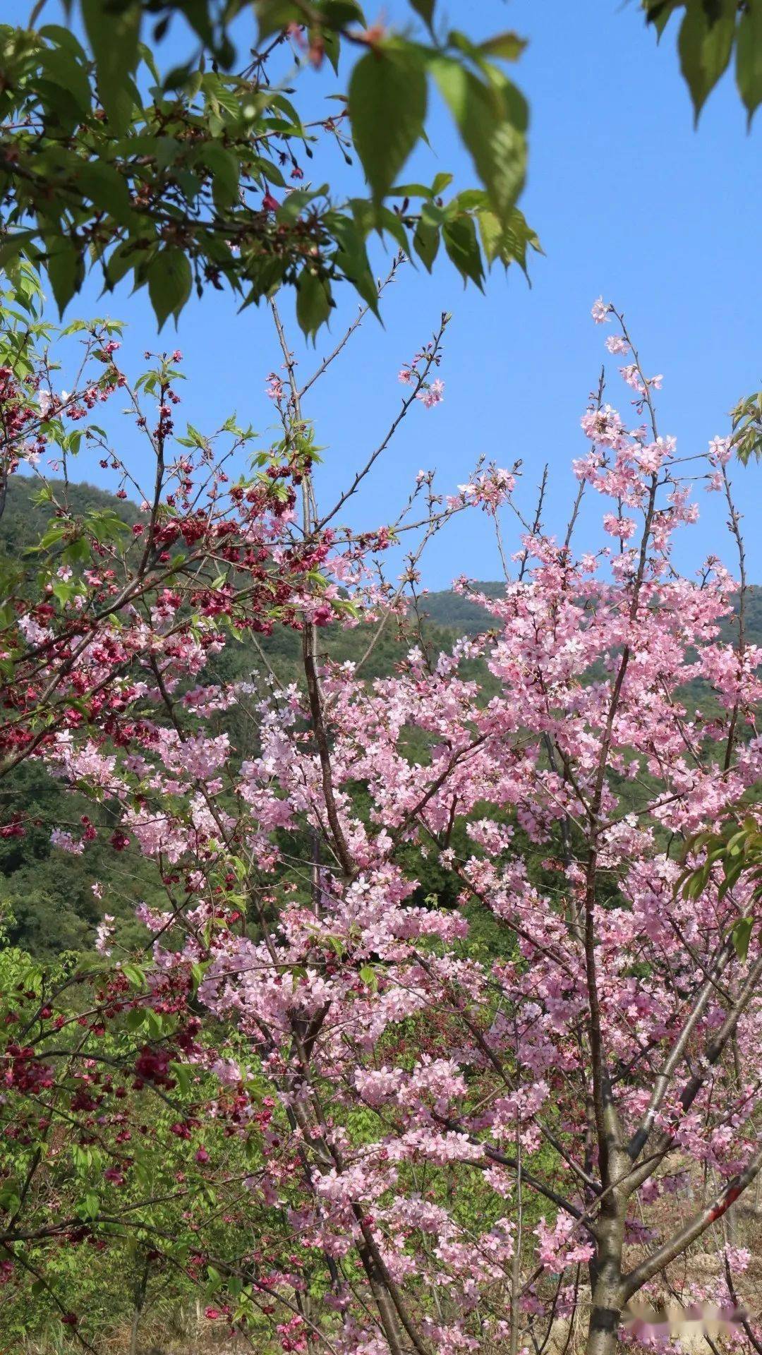 3月11日上午,长乐区玉田镇首届樱花节在西埔村樱花基地启动.