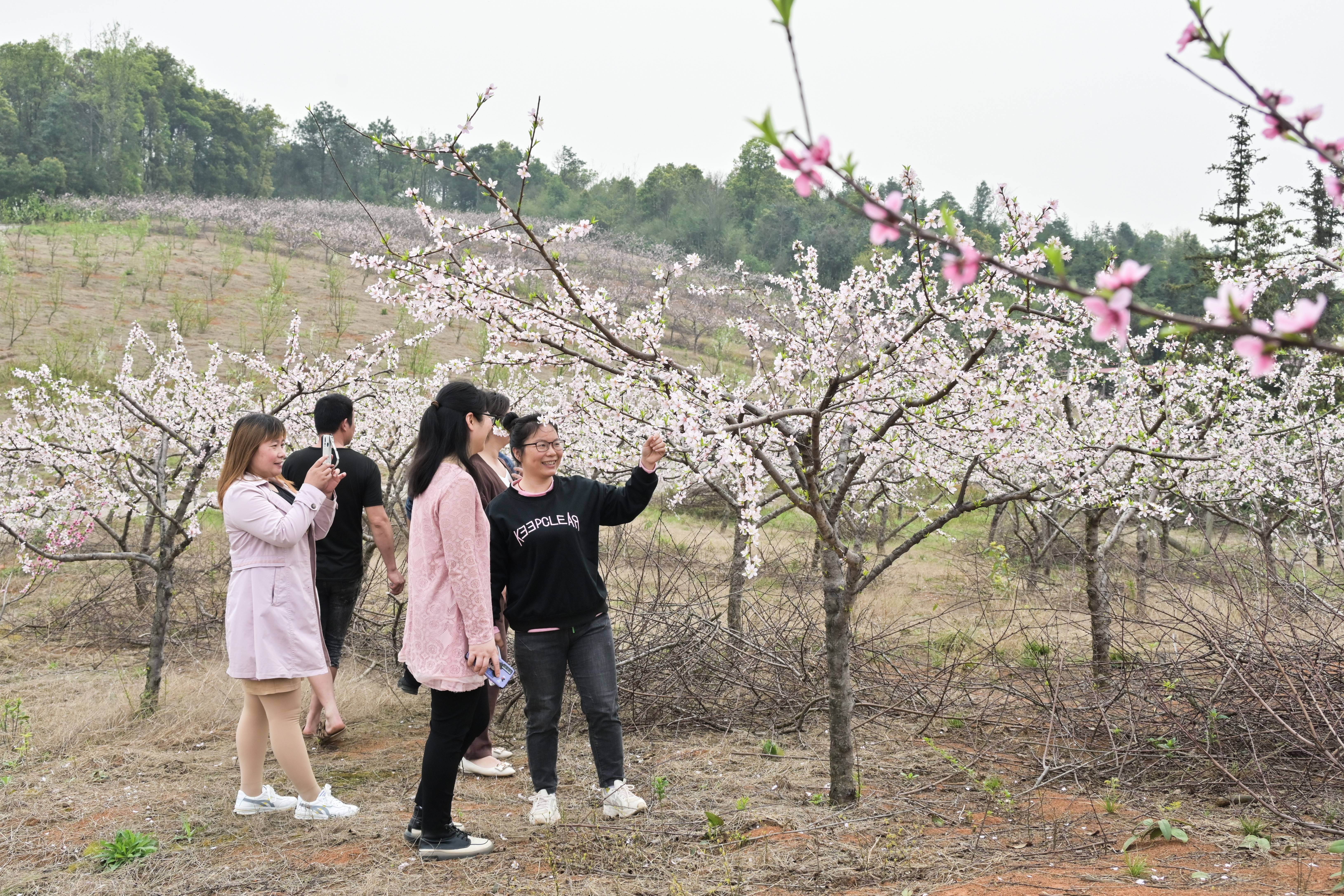 衡龙桥镇春天来黄桃基地看花夏天摘果约起