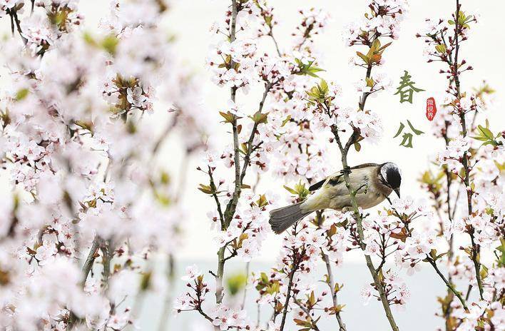 春分日:趁取春光一半_今日春分_春分时节_天气