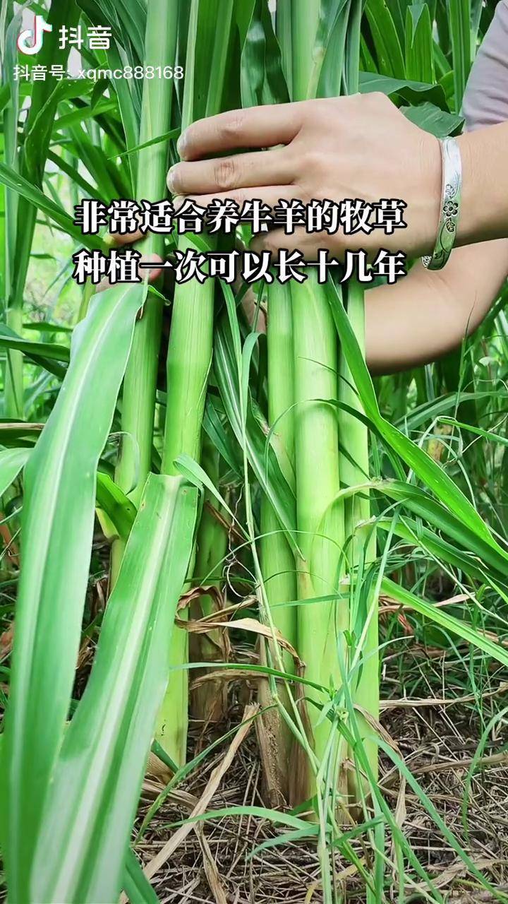 甜象三号叶片没绒毛种植一次管十几年一年四季可生