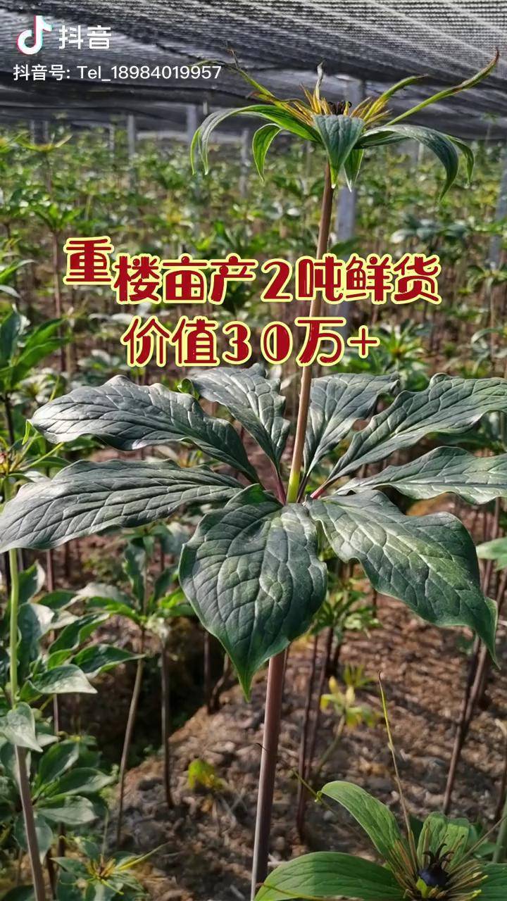 重楼种植重楼滇重楼七叶一枝花独角莲一亩地重楼鲜货的亩产以及价值