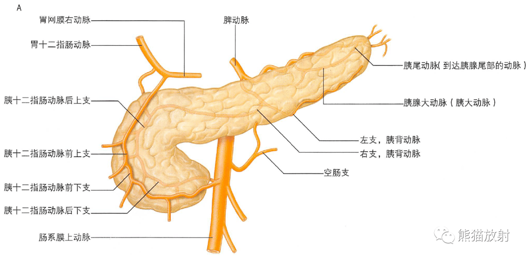 解剖丨胆囊和胆管树,胰腺_变异_动脉_调节