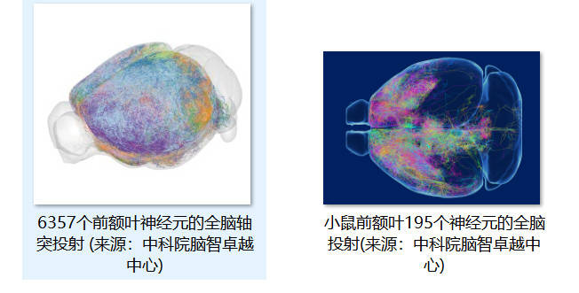 探秘大脑中的森林 中国科学家发布小鼠前额叶单神经元投射图谱_皮层