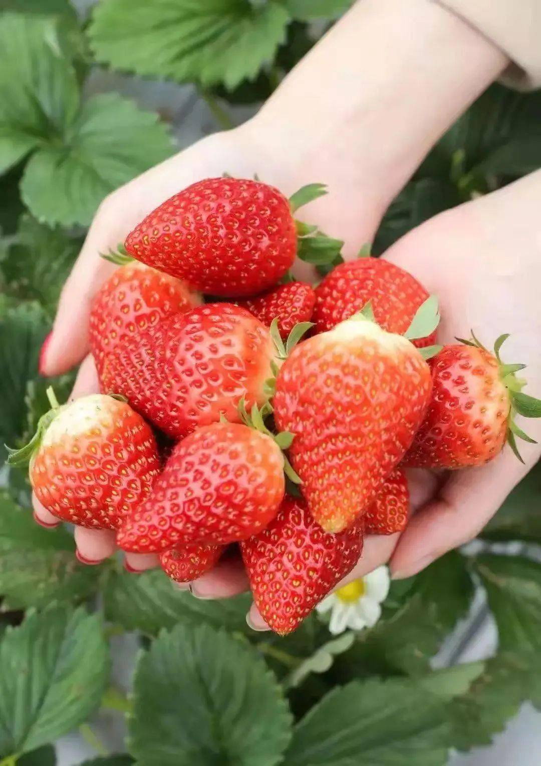 奶油草莓8斤